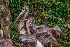 0599-pelicans