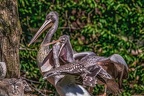 0602-pelicans