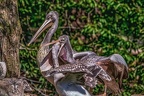 0603-pelicans