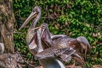0608-pelicans