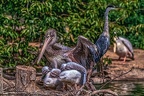 0613-pelicans