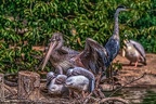 0614-pelicans