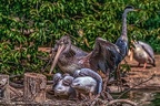 0617-pelicans