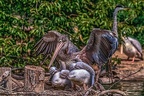 0624-pelicans