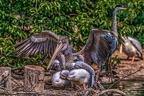 0628-pelicans