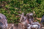 0636-pelicans