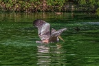 0641-pelicans