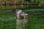 0645-pelicans