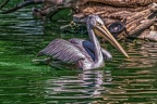 0652-pelicans