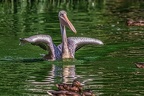0655-pelicans