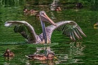 0659-pelicans
