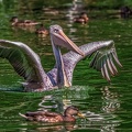 0660-pelicans