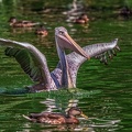 0661-pelicans