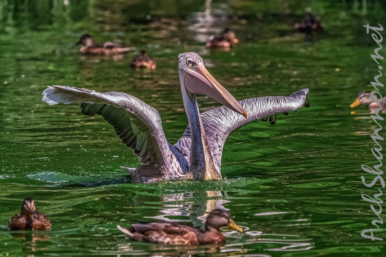 0662-pelicans.jpg