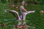 0662-pelicans