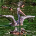 0663-pelicans