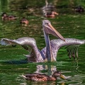 0664-pelicans