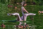 0664-pelicans
