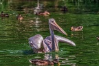 0669-pelicans