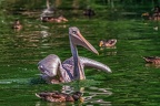 0670-pelicans