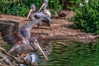 0672-pelicans