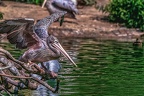 0674-pelicans