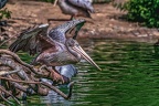 0676-pelicans