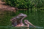 0680-pelicans