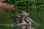 0681-pelicans