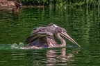 0683-pelicans