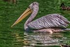 0693-pelicans