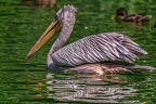 0698-pelicans