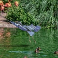 0764-gray heron