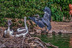 0768-gray heron