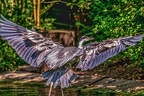 0770-gray heron