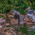 0780-gray heron