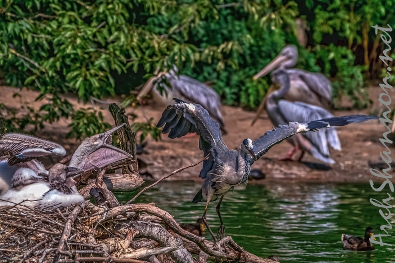 0781-gray heron - 0781-gray heron.jpg 0781-gray heron.jpg