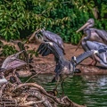 0781-gray heron