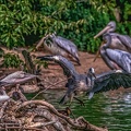 0782-gray heron