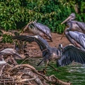 0783-gray heron