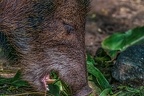0841-southern white-whiskered peccaries - musk boar