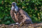 0843-griffon vulture