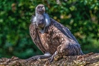0847-griffon vulture