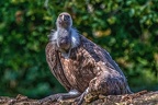 0849-griffon vulture