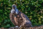 0853-griffon vulture