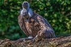 0854-griffon vulture
