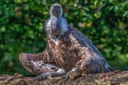 0855-griffon vulture
