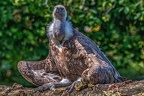 0856-griffon vulture