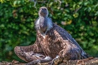 0857-griffon vulture