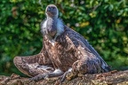 0858-griffon vulture